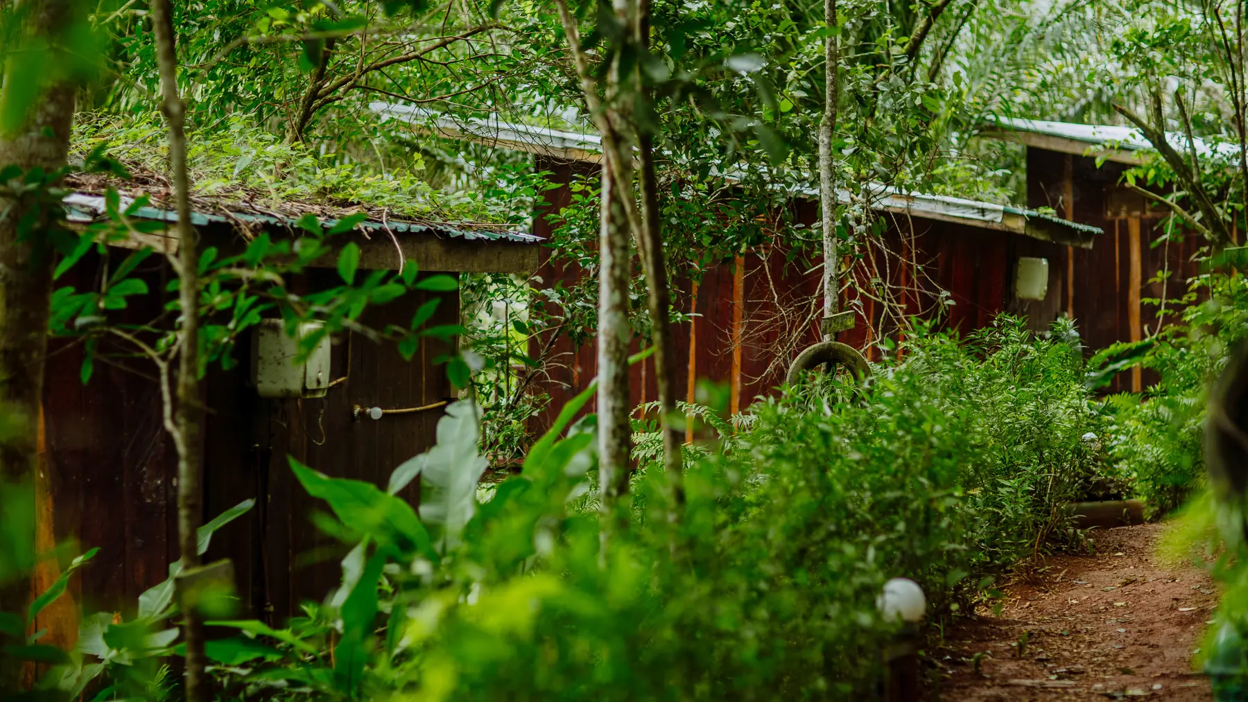 Forest trail at Magoroto